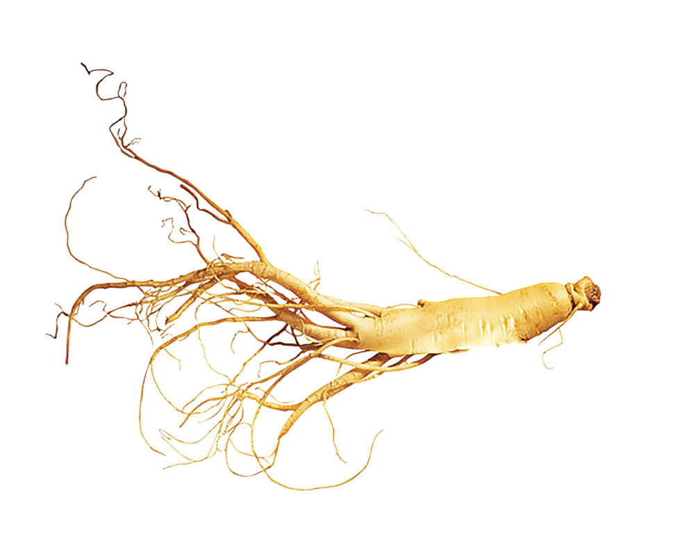 Ingredients ginseng